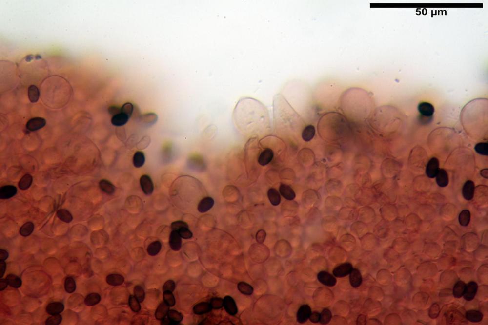 Psathyrella fatua 6261 19.jpg