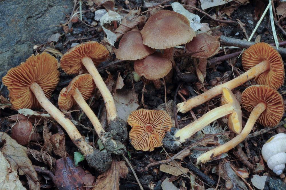 Inocybe flocculosa var crocifolia 7107 04.JPG