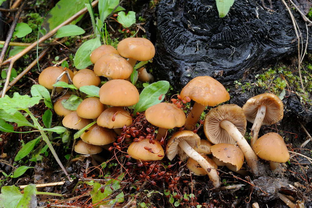 psathyrella hydrophila 03.jpg