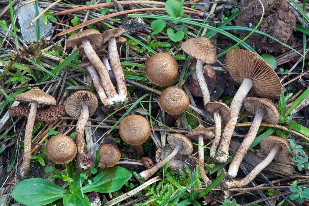 Inocybe cincinnata 5769 02Inocybe cincinnata 5769 02.jpg