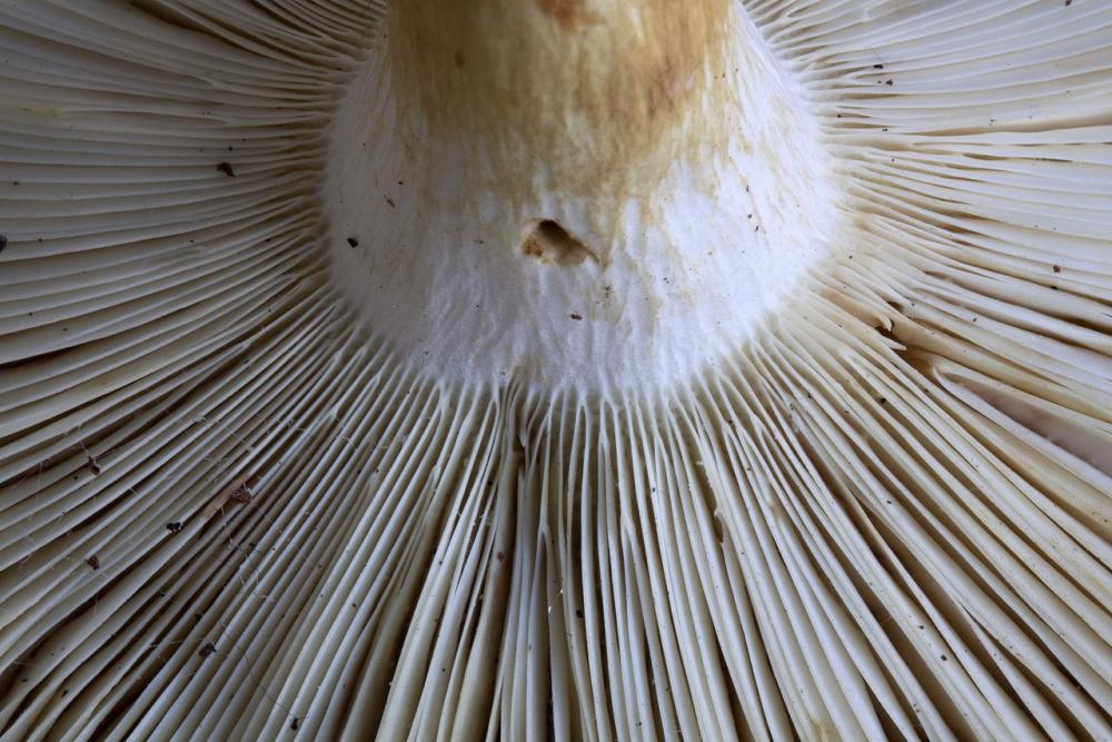 russula heterophylla 03.jpg