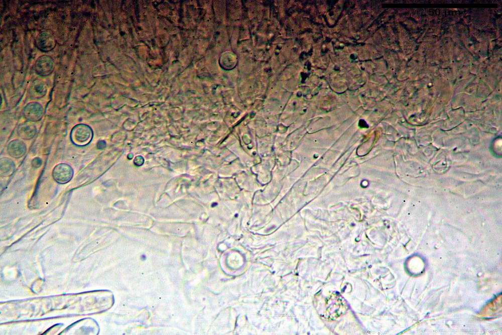 plicaria endocarpoides 5034 19.jpg