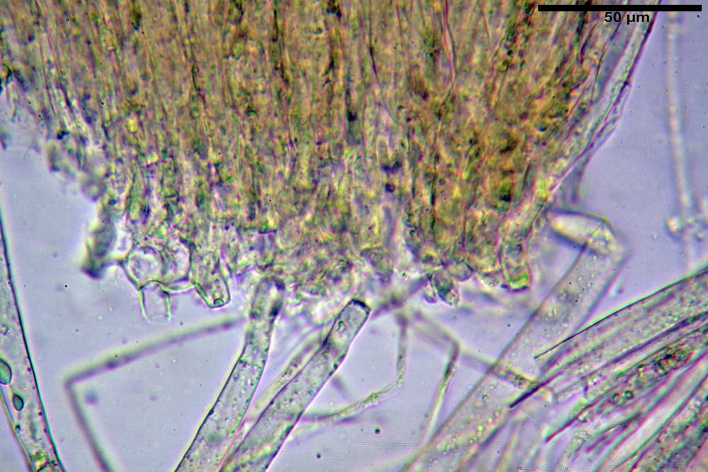 peziza succosella 35_resize.jpg