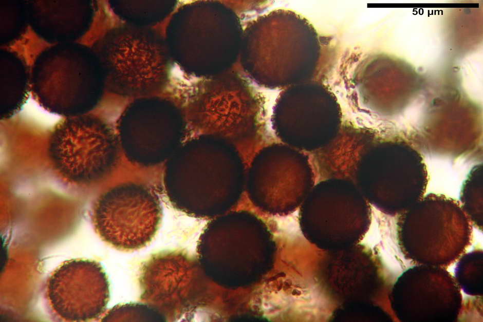 elaphomyces granulatus 4710 17.jpg