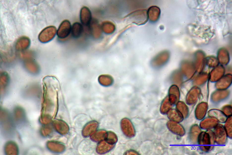 Psathyrella 28.jpg