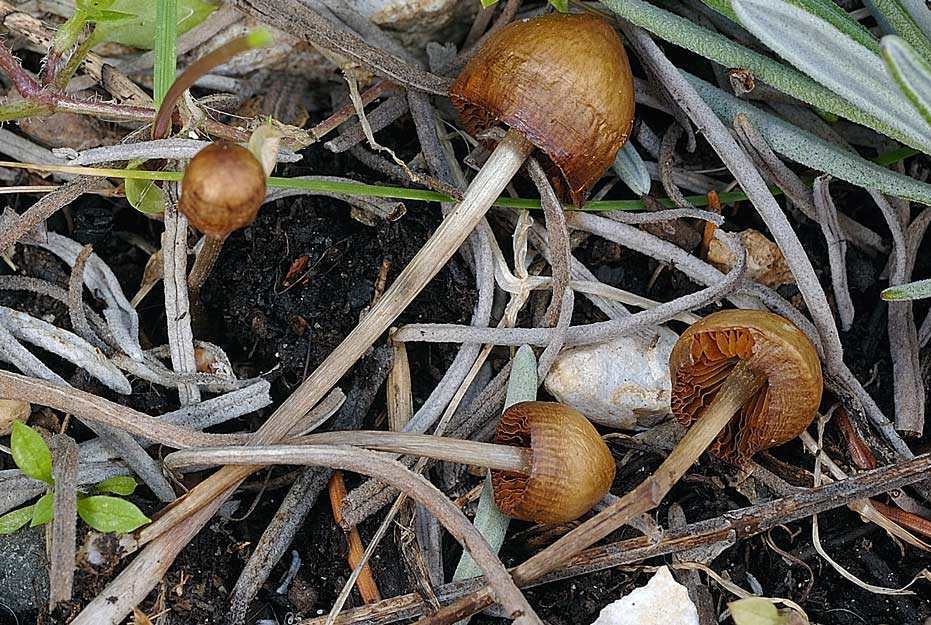 conocybe velutinomarginata 4830 04.jpg