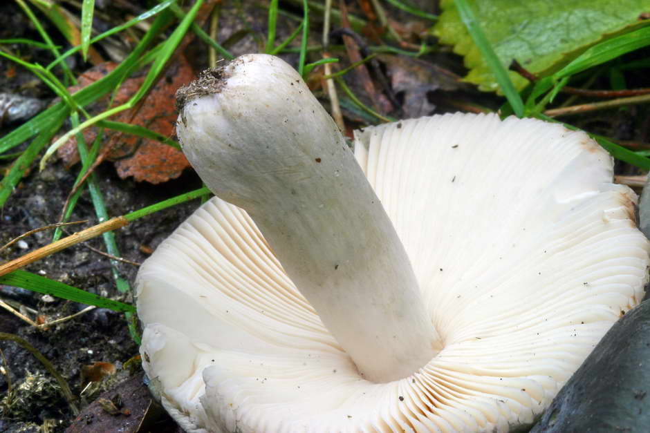 russula 02.jpg