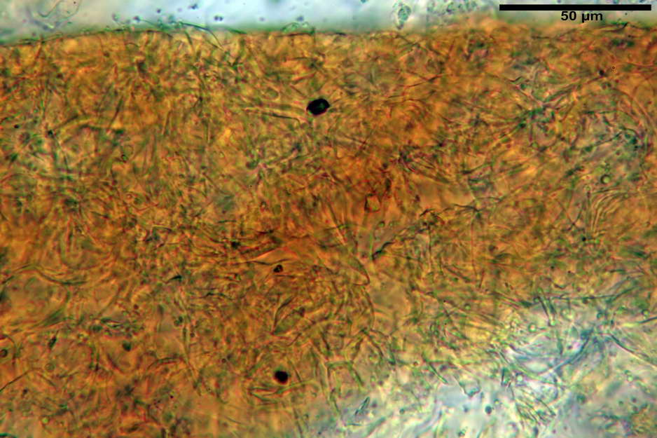 hysterangium 08.jpg