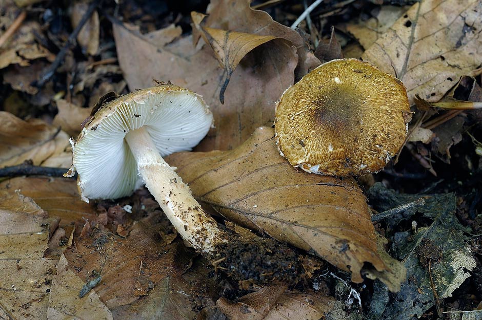 lepiota griseovirens 4598 01.jpg