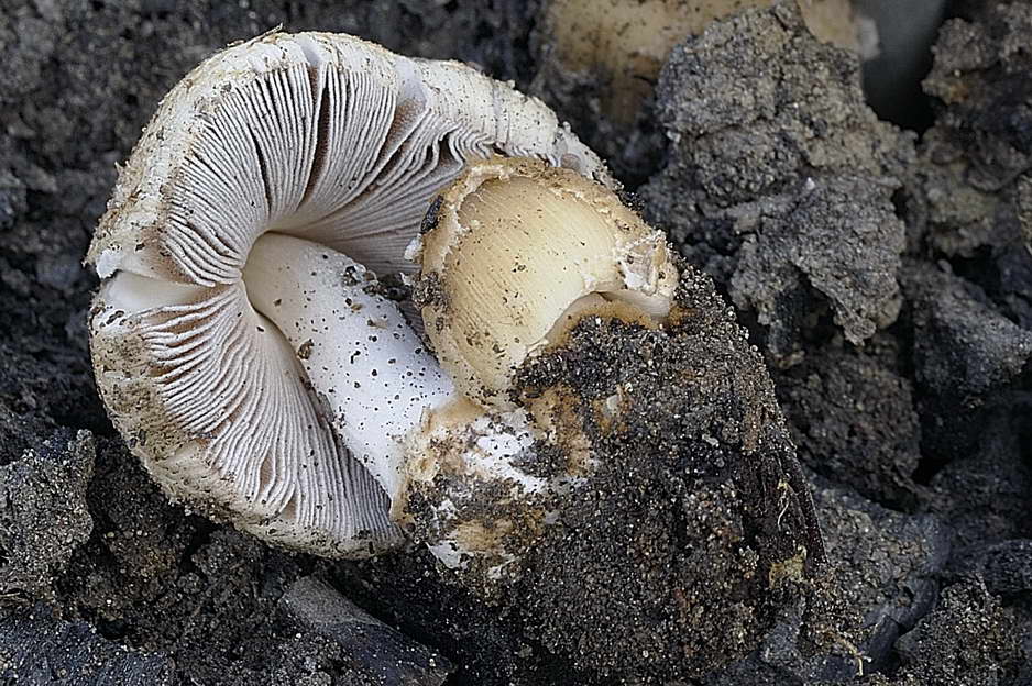 Coprinellus 03.jpg