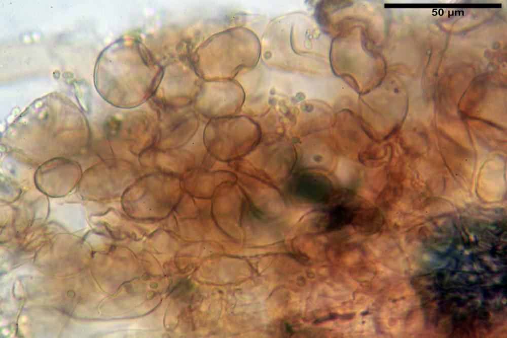 Cystodermella cinnabarina 13.JPG