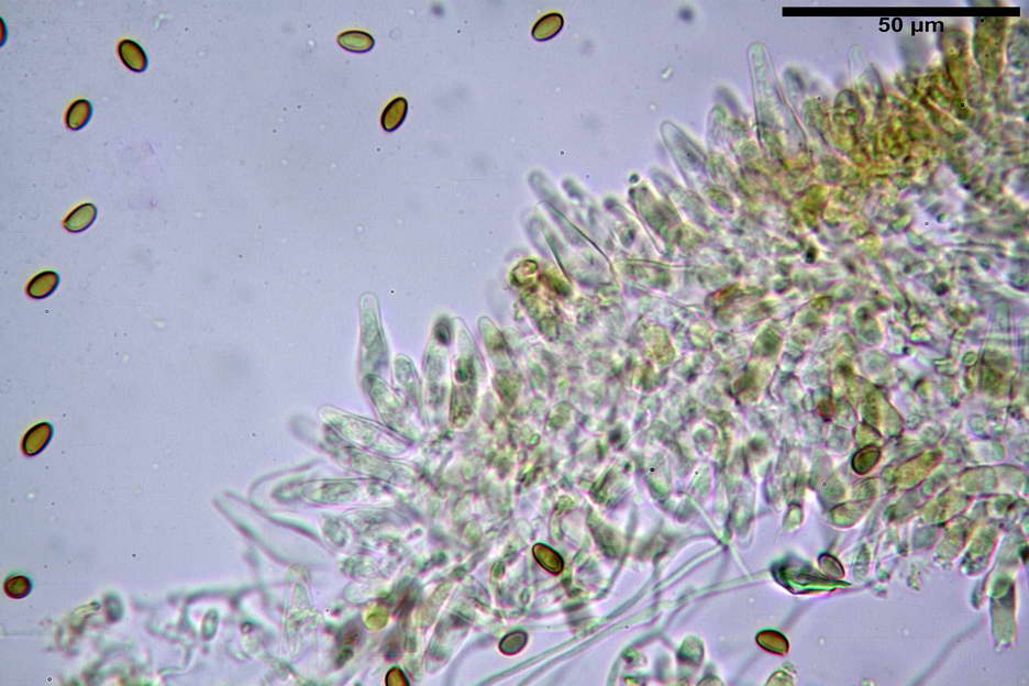 pholiota higlandensis 4837 10.jpg