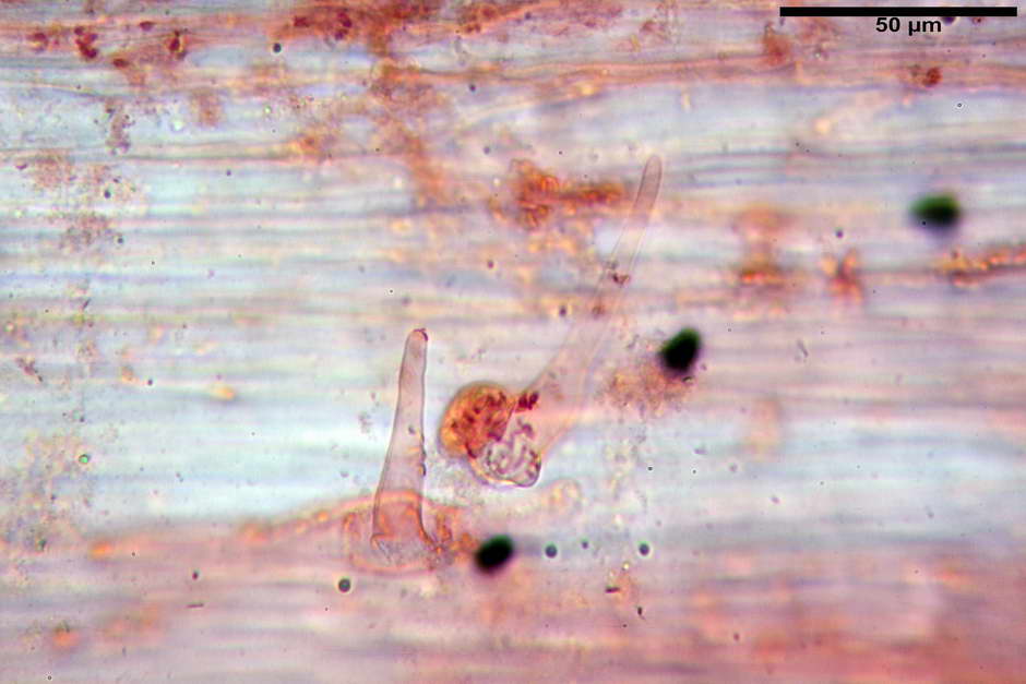 coprinellus angulatus 4817 54.jpg