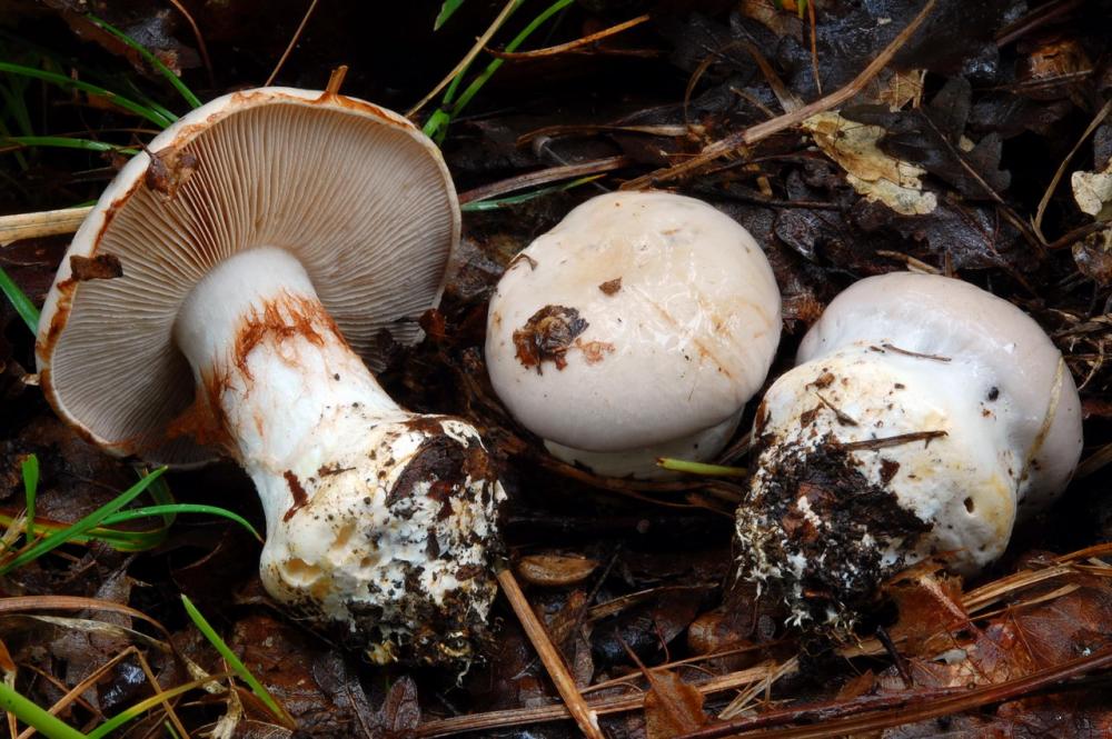 Cortinarius rapaceus 6560_2.JPG