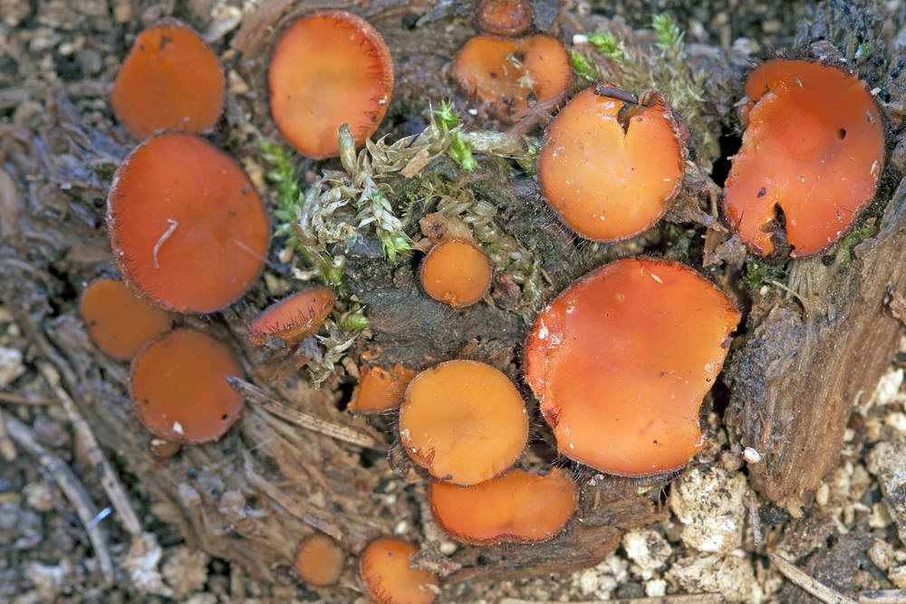 scutellinia crinita 01.jpg