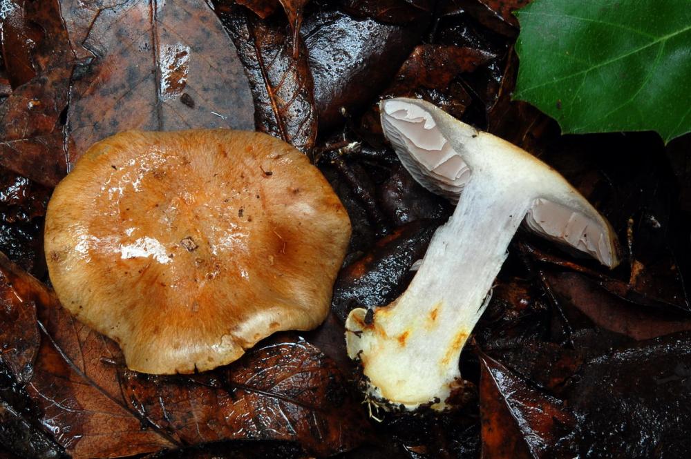 Cortinarius dionysae 6527_1.JPG