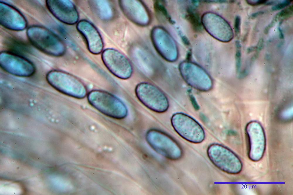 9 peziza subviolacea spore blu lattico a caldo.jpg
