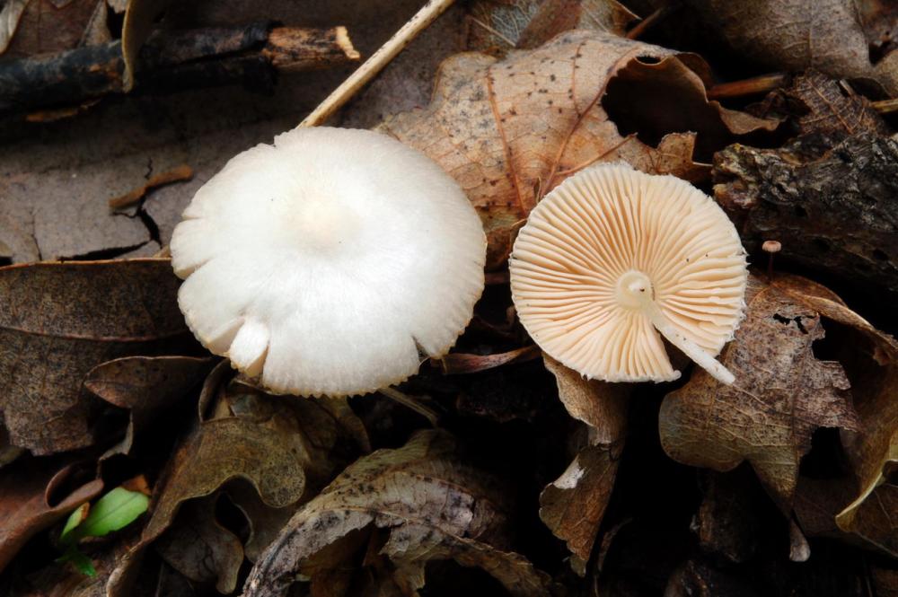 Volvariella hypopithys 6585_5.JPG