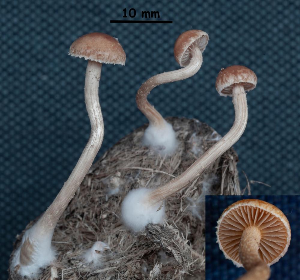 Agrocybe fimicola001.jpg