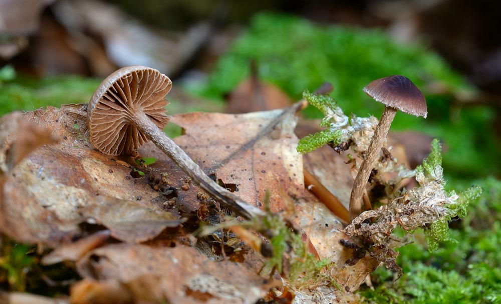 Psilocybe phyllogena 02_ridimensiona.jpg