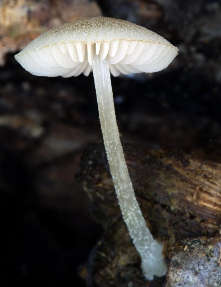 pluteus 02.jpg