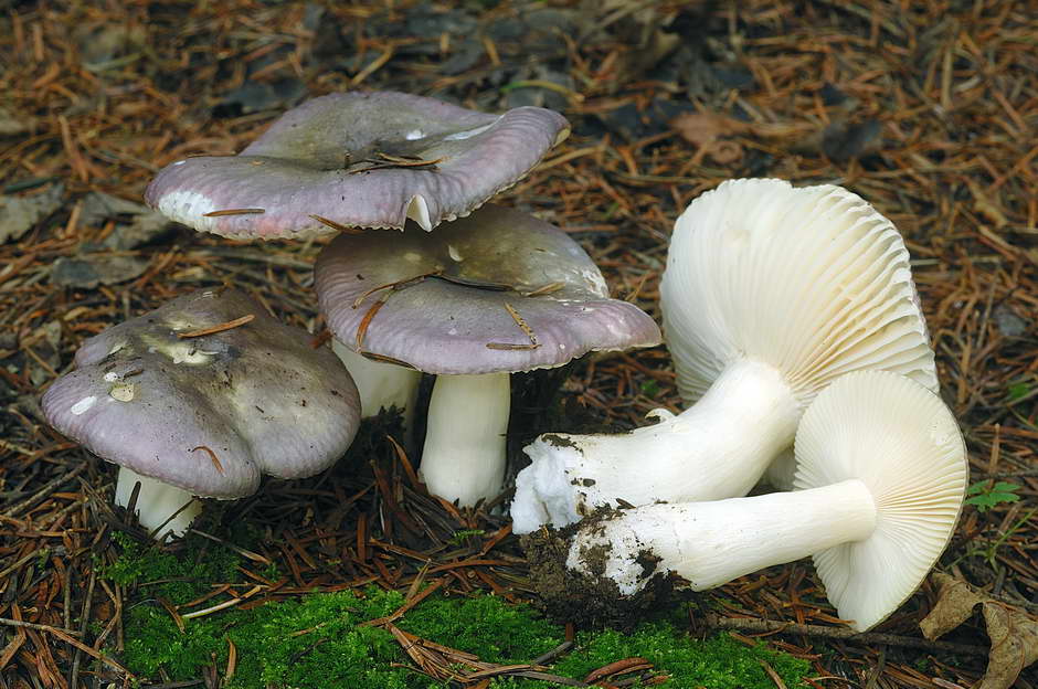 russula 02.jpg