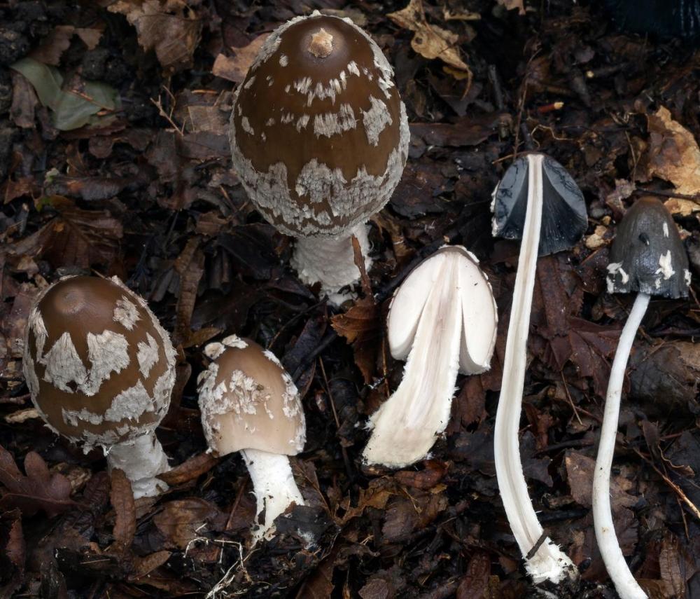 Coprinopsis picacea 6790 36.jpg