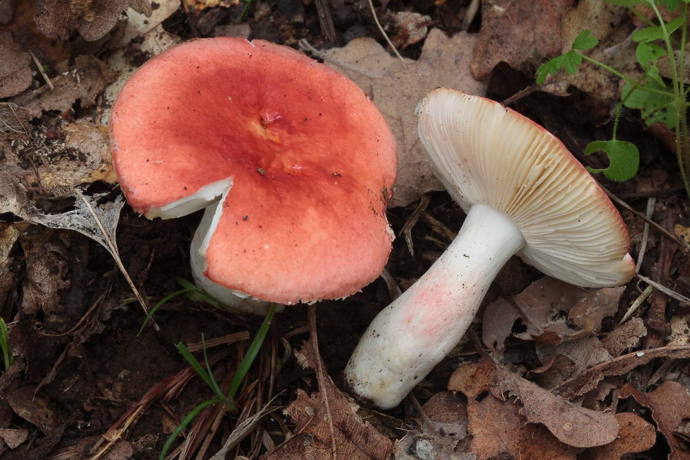 russula persicina 5139 01.JPG