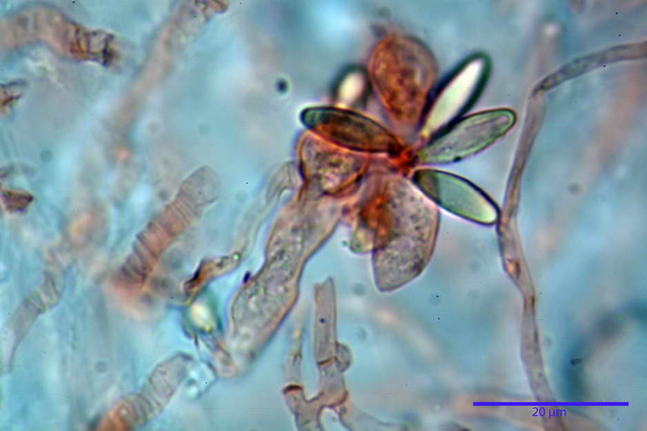 hysterangium 15.jpg