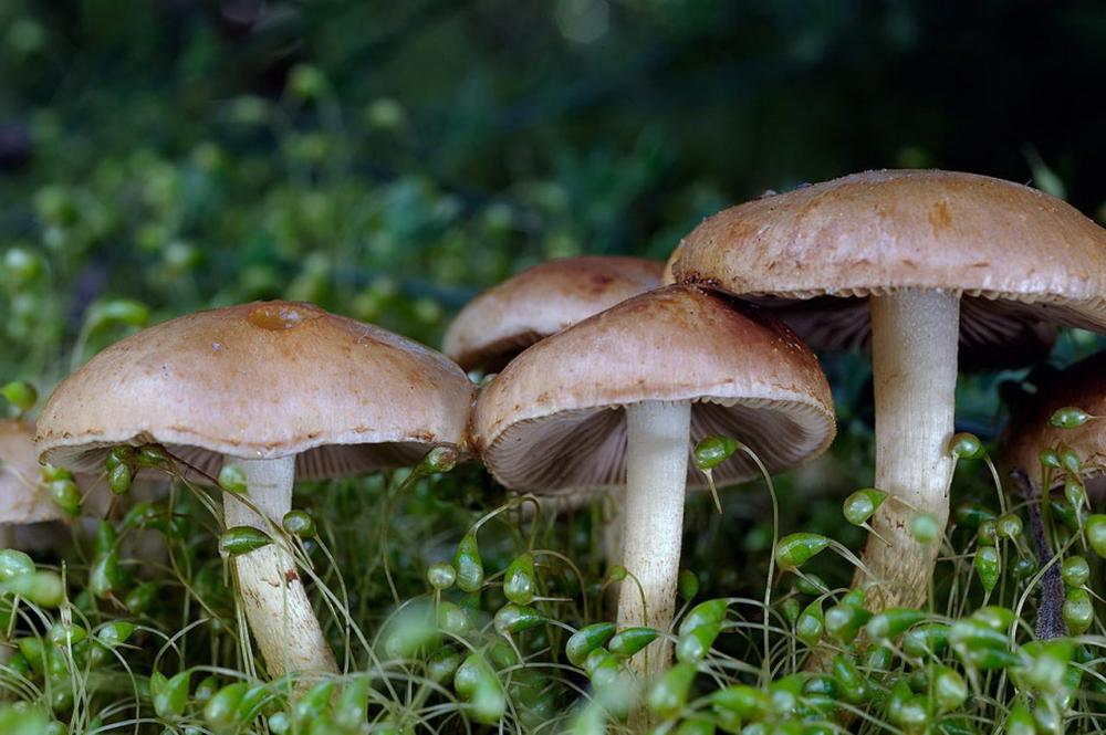 pholiota highlandensis 4837 03.jpg