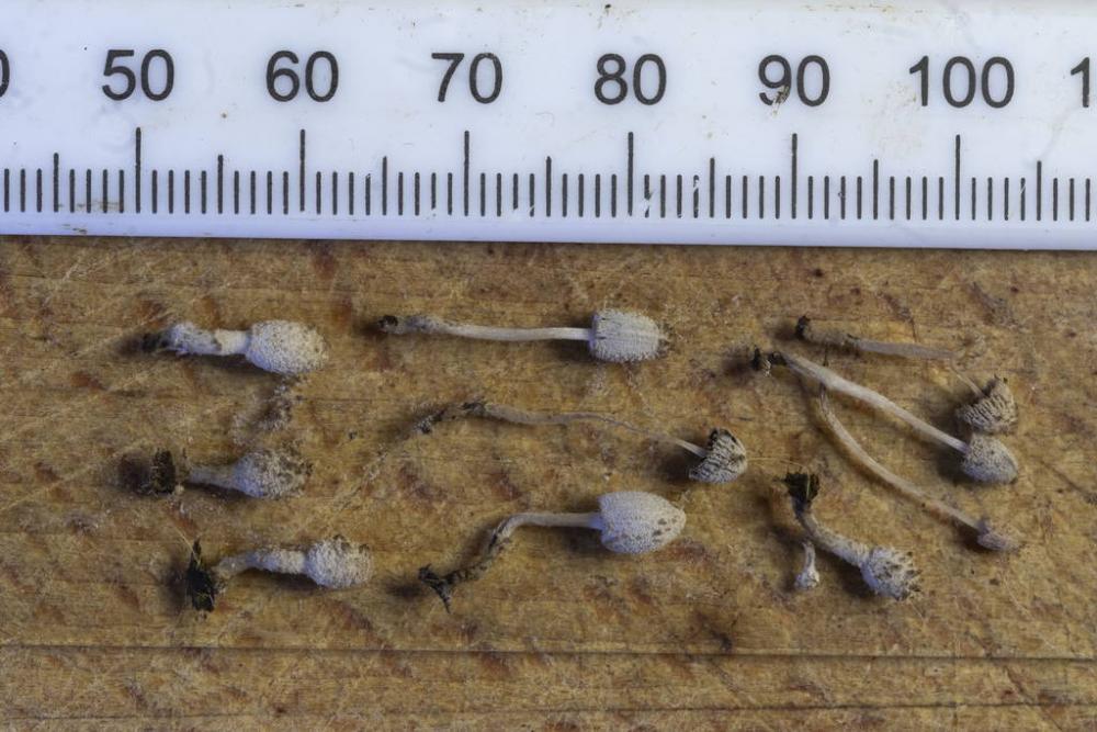 Coprinopsis 06.jpg