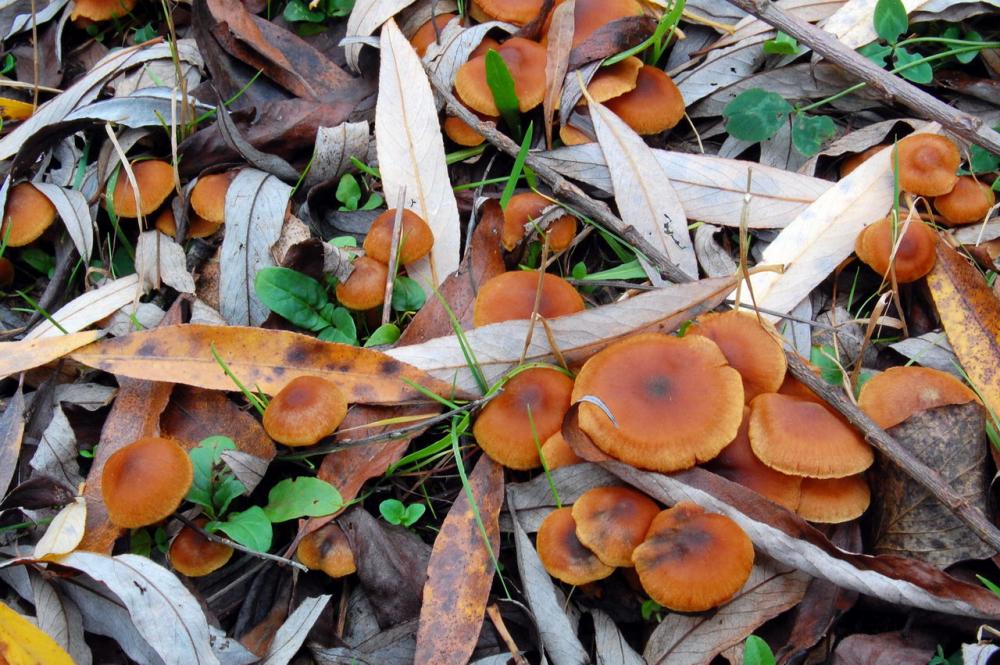 Cortinarius saniosus 6517_1.JPG