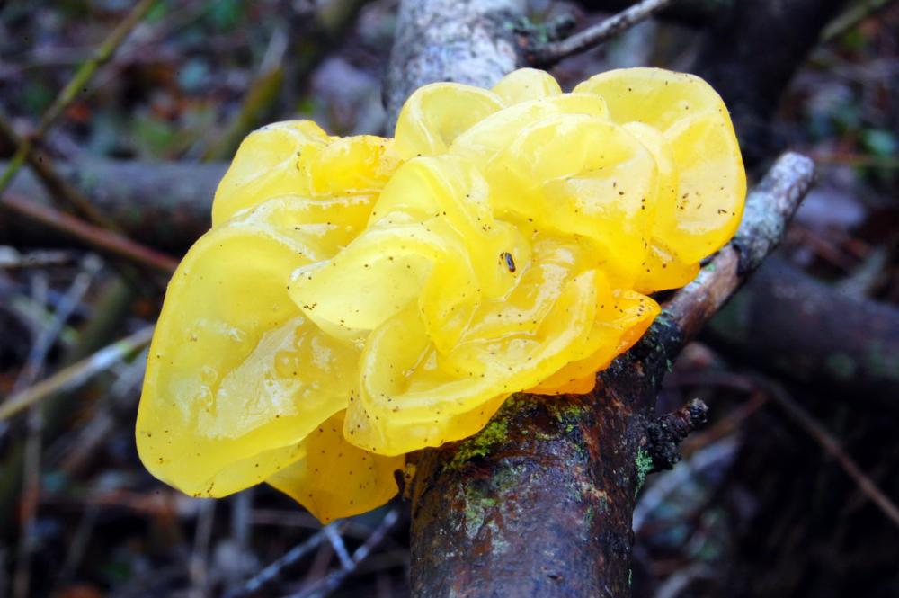 Tremella mesenterica 6523_3.JPG