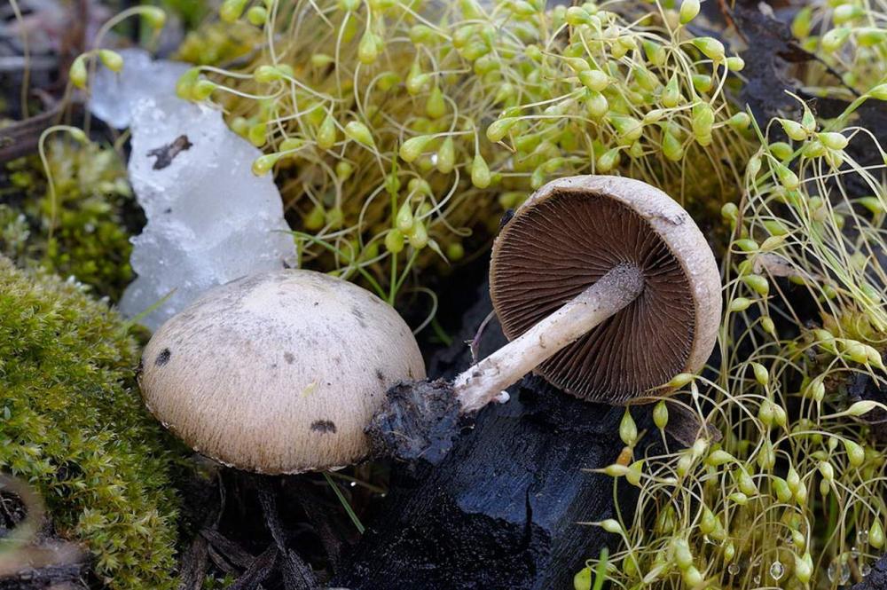 psathyrella pennata basidiomi 02.jpg