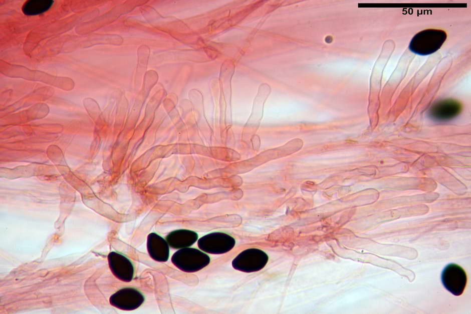 panaeolus papilionaceus var papilionaceus 4682 docx 62.jpg