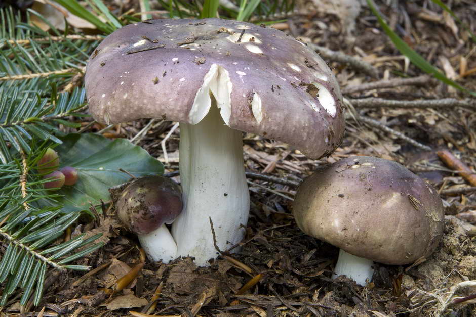 russula 01.jpg