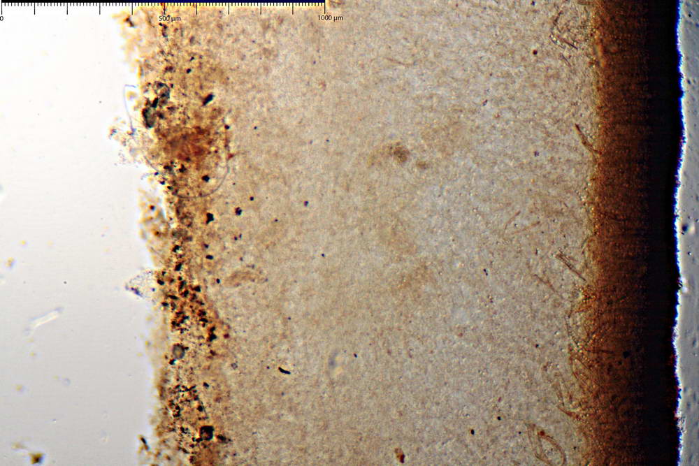 plicaria endocarpoides 5034 06.jpg