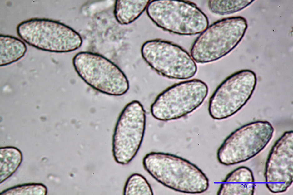 peziza badioides 4670 49.jpg