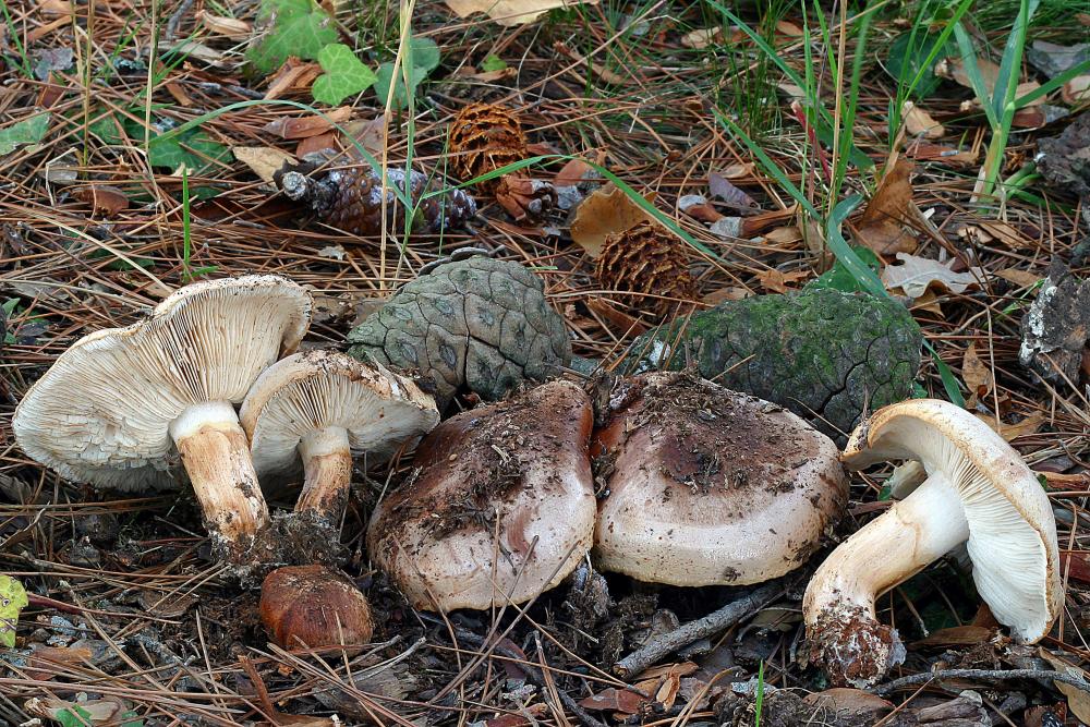 tricholoma fracticum 3006 01.jpg