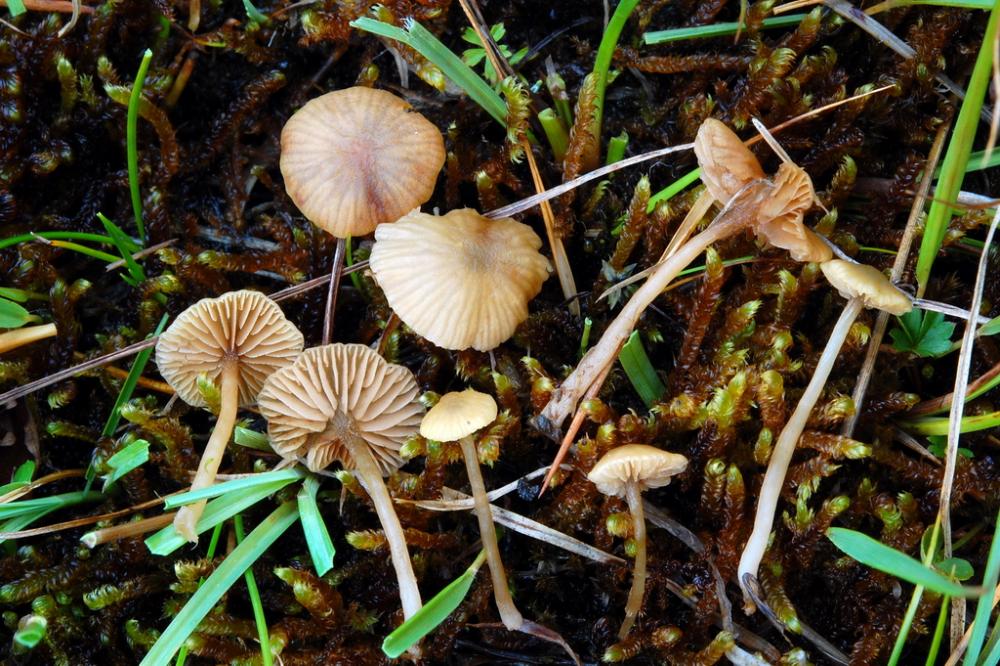 Simocybe laevigata 5218 01_resize.jpg