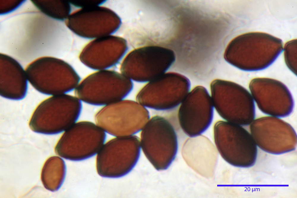 panaeolus papilionaceus var papilionaceus 5070 53.jpg