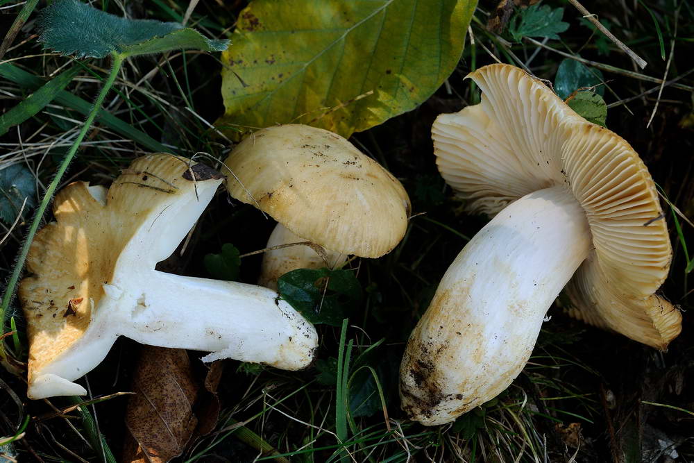 russula farinipes 5001 04.jpg