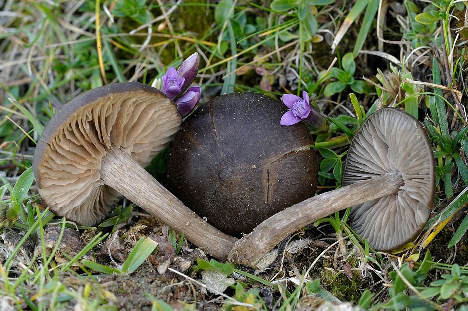 entoloma vernum 4655 03.jpg