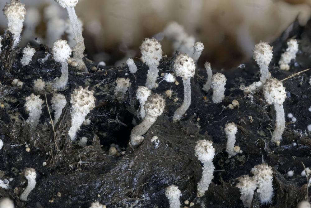 Coprinopsis 02.jpg