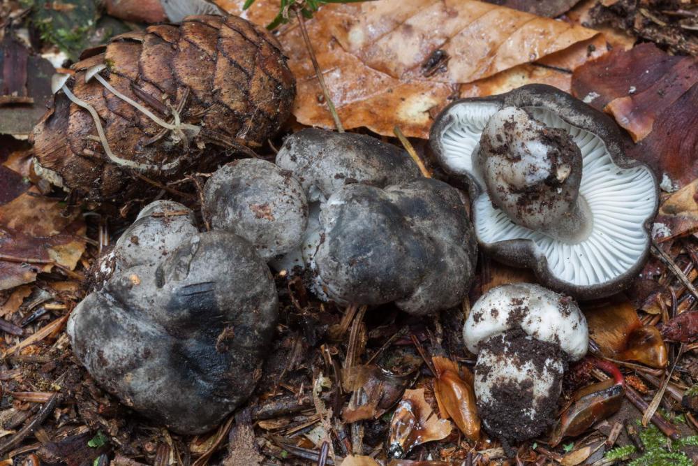 Hygrophorus marzuolus.jpg