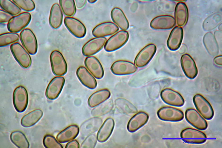 psathyrella 35.jpg