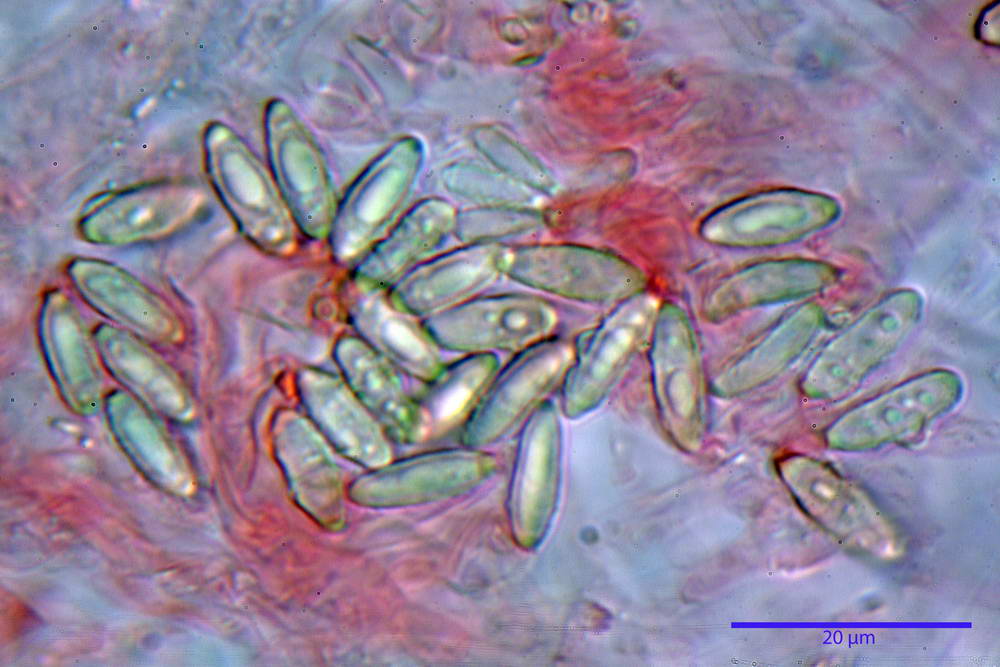 hysterangium coriaceum 5056 21.jpg