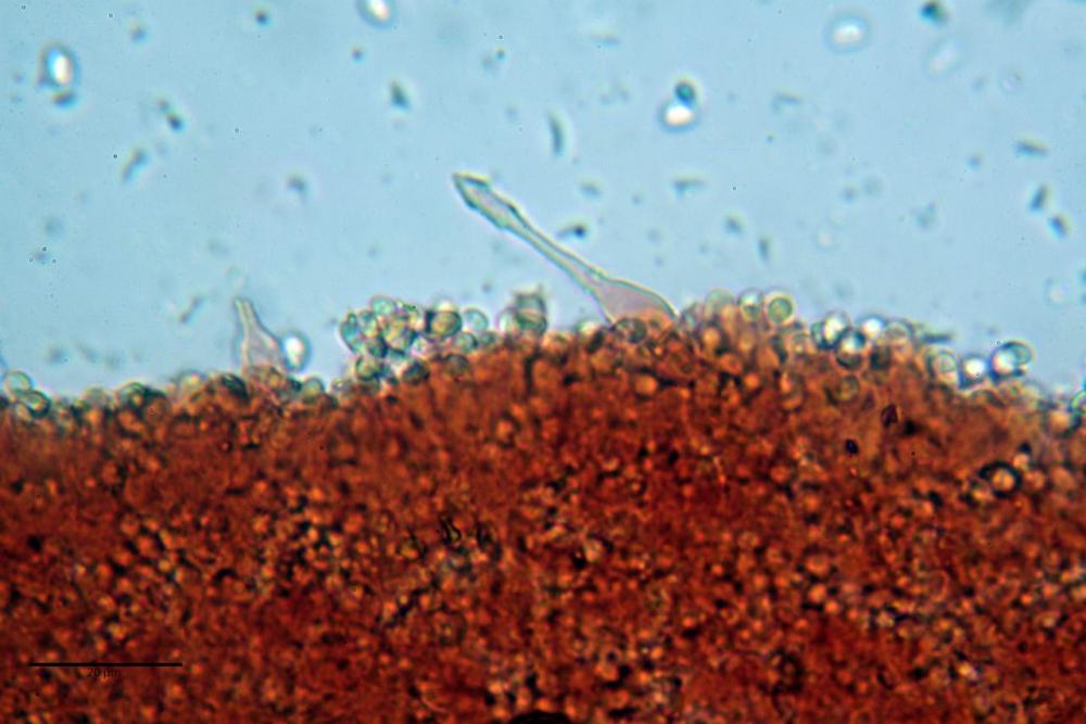 Cystodermella cinnabarina 18.JPG