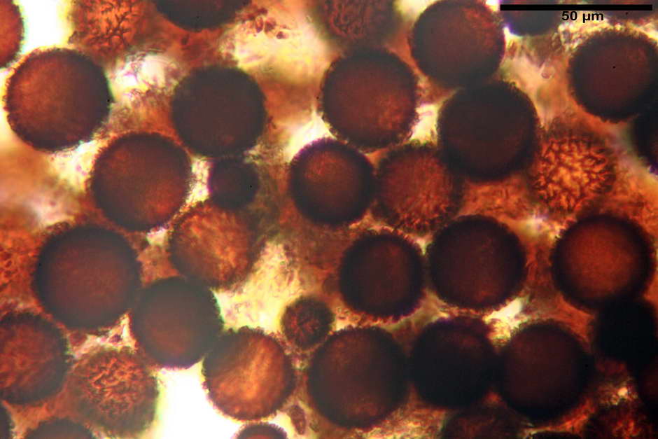 elaphomyces granulatus 4710 18.jpg