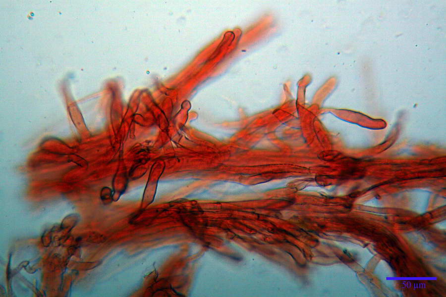 inocybe rufuloides 4620 77.jpg